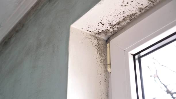 Best HVAC Mold Remediation in Miami Heights, OH