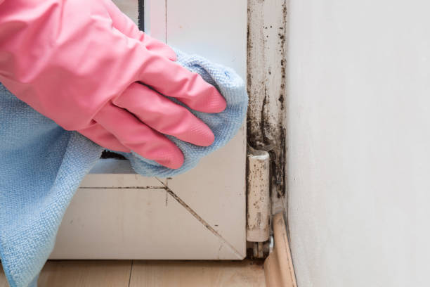 Best DIY Mold Remediation Support Services in Miami Heights, OH