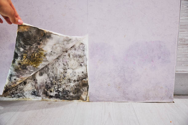 Best Attic Mold Remediation in Miami Heights, OH